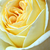 Sárga - Teahibrid rózsa - Golden Tower®